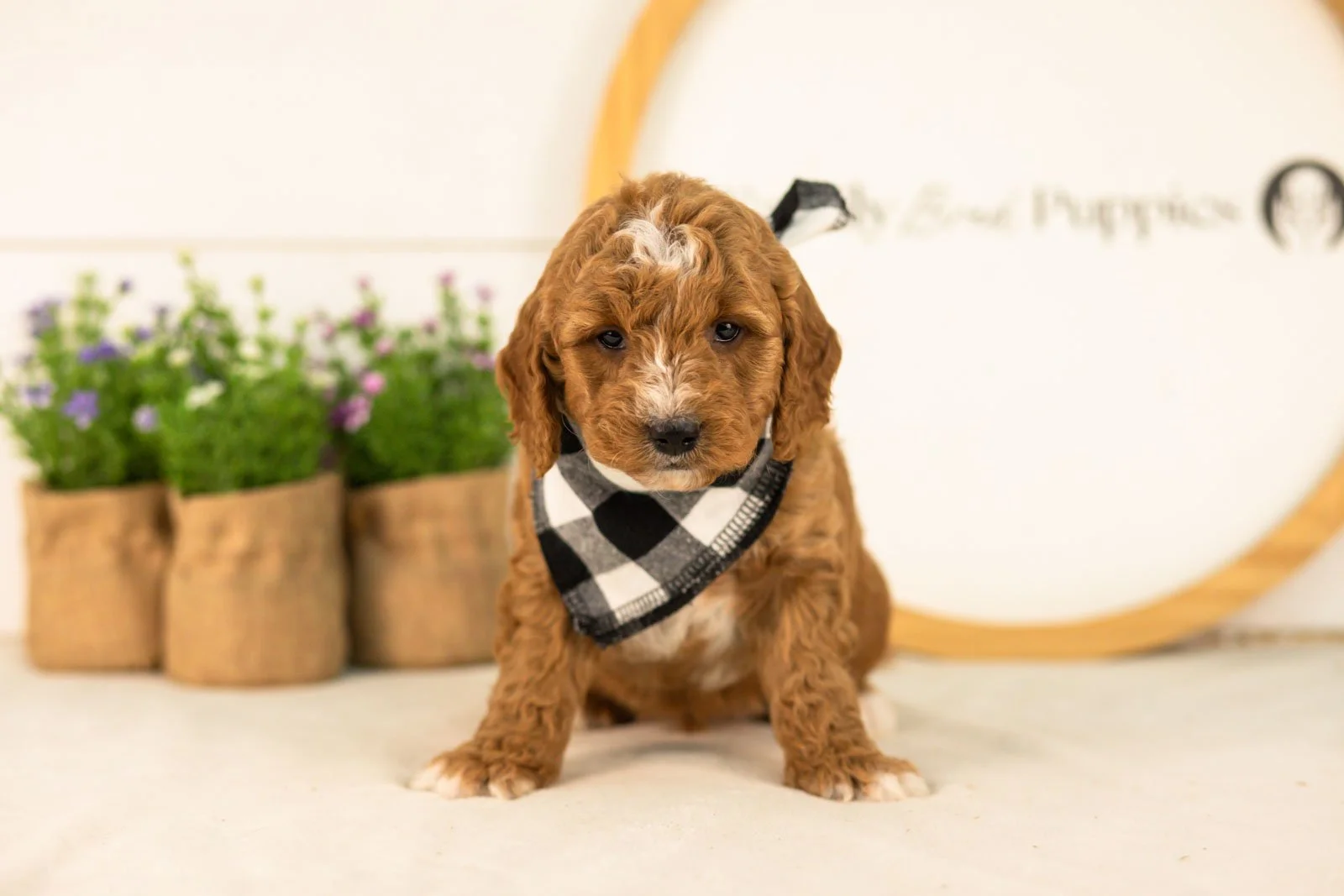 Sunny goldendoodle for sale.jpg