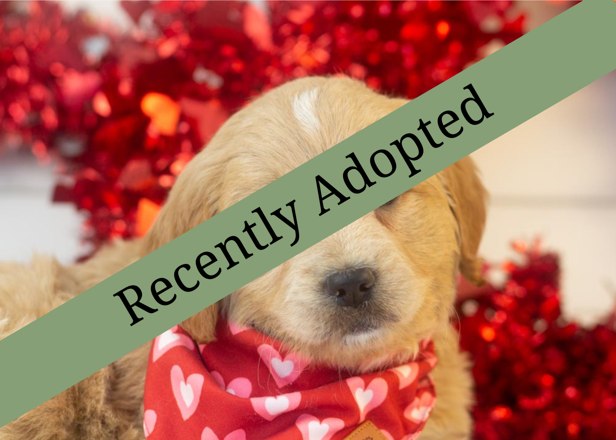 goldendoodle for sale