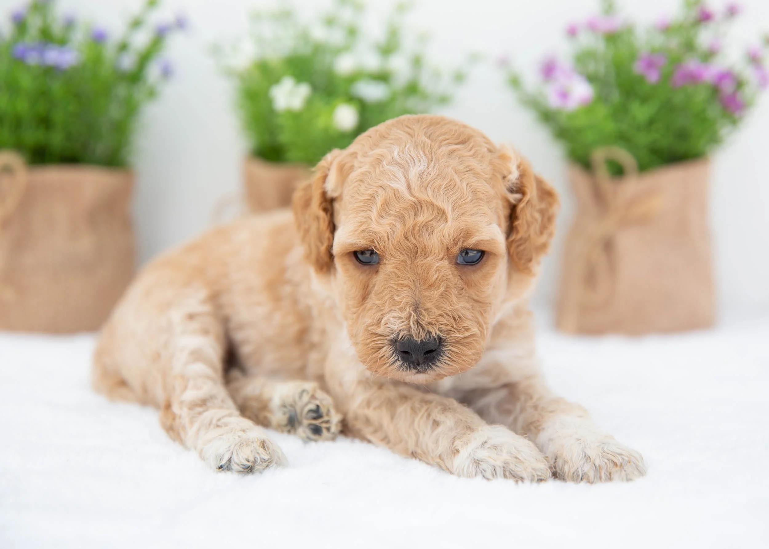 Nash goldendoodle for sale(1).jpg