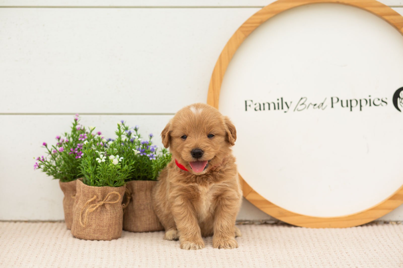 Emilia goldendoodle for sale(1).jpg