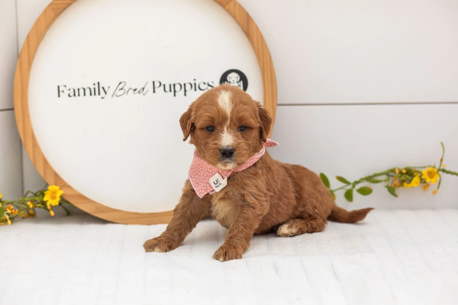 Oakley goldendoodle for sale.jpg