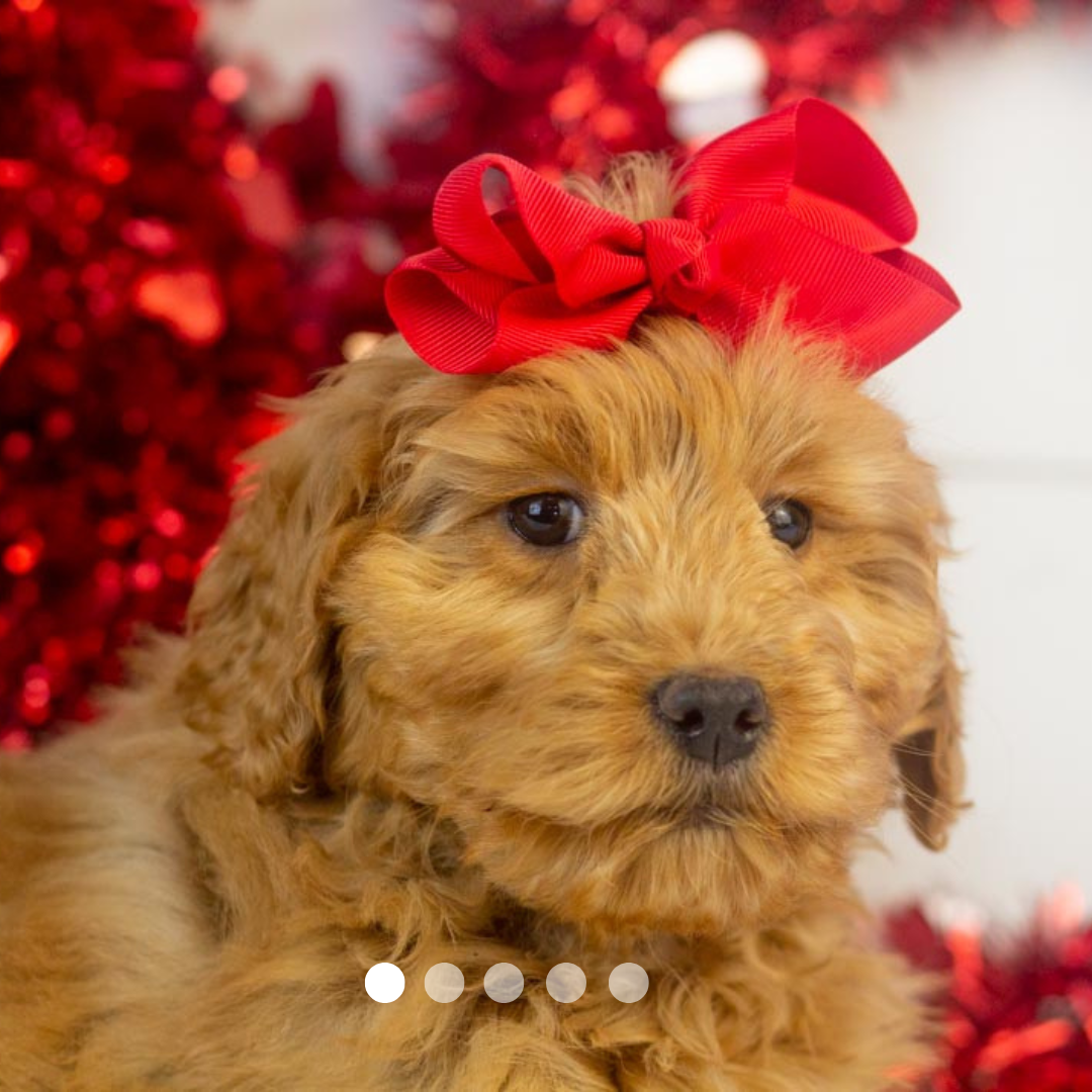 Copy of FBP Design.png