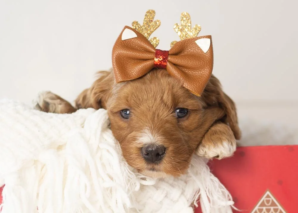 Anna goldendoodle for sale.jpg