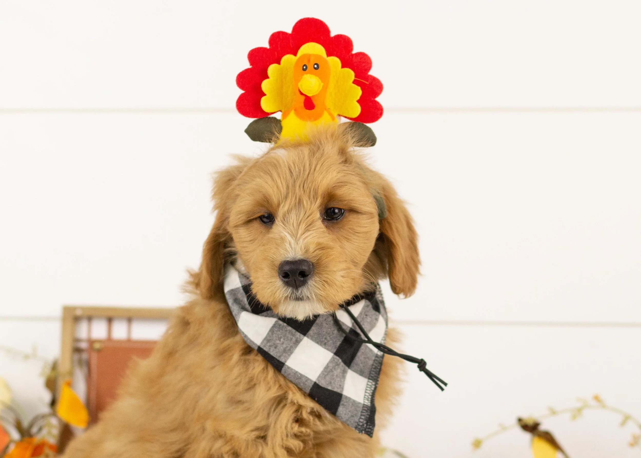 Walker goldendoodle for sale(2).jpg