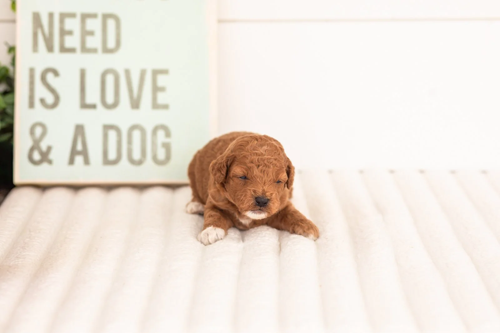Chiffon goldendoodle for sale(2).jpg