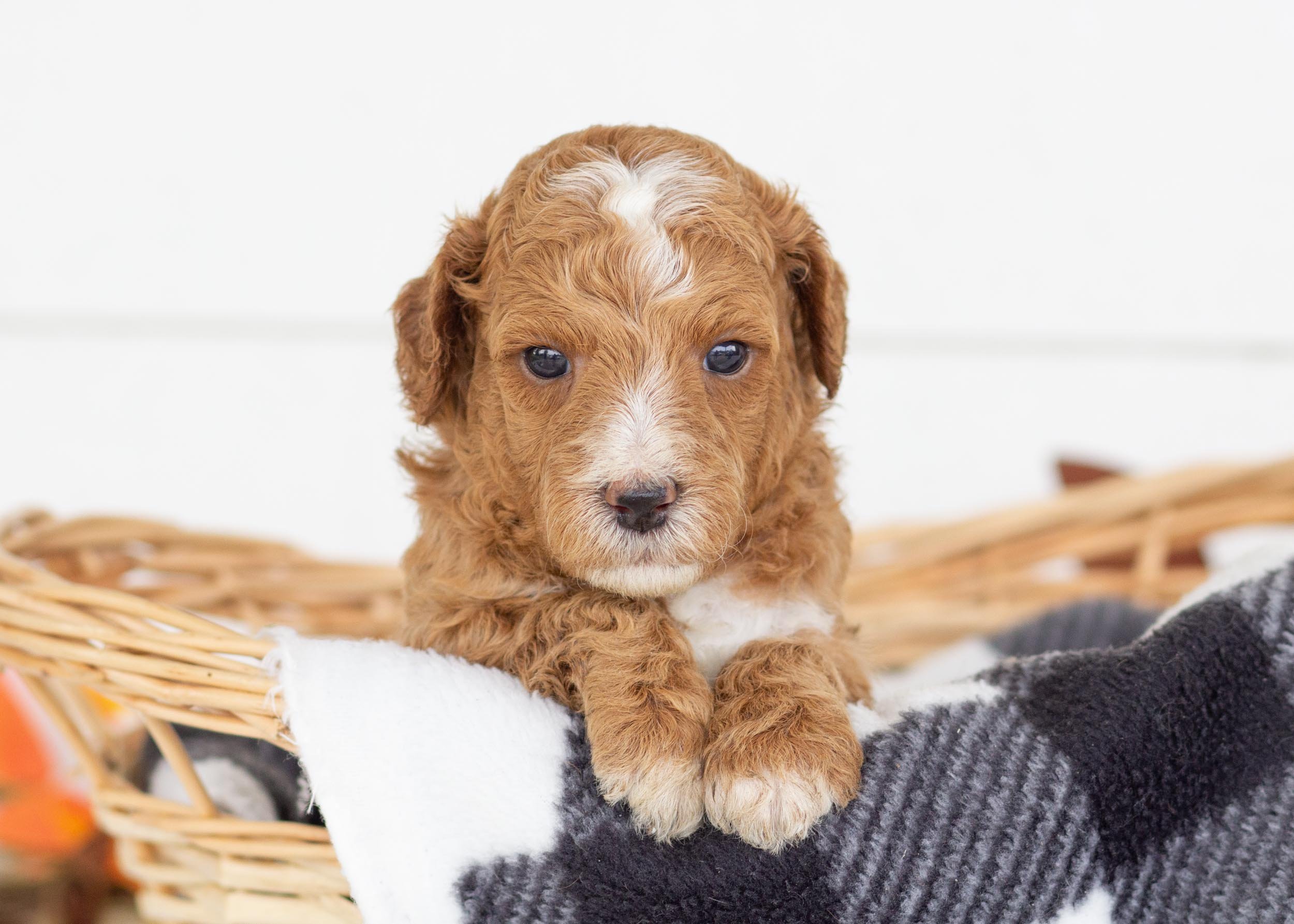 Fendi goldendoodle for sale(3).jpg
