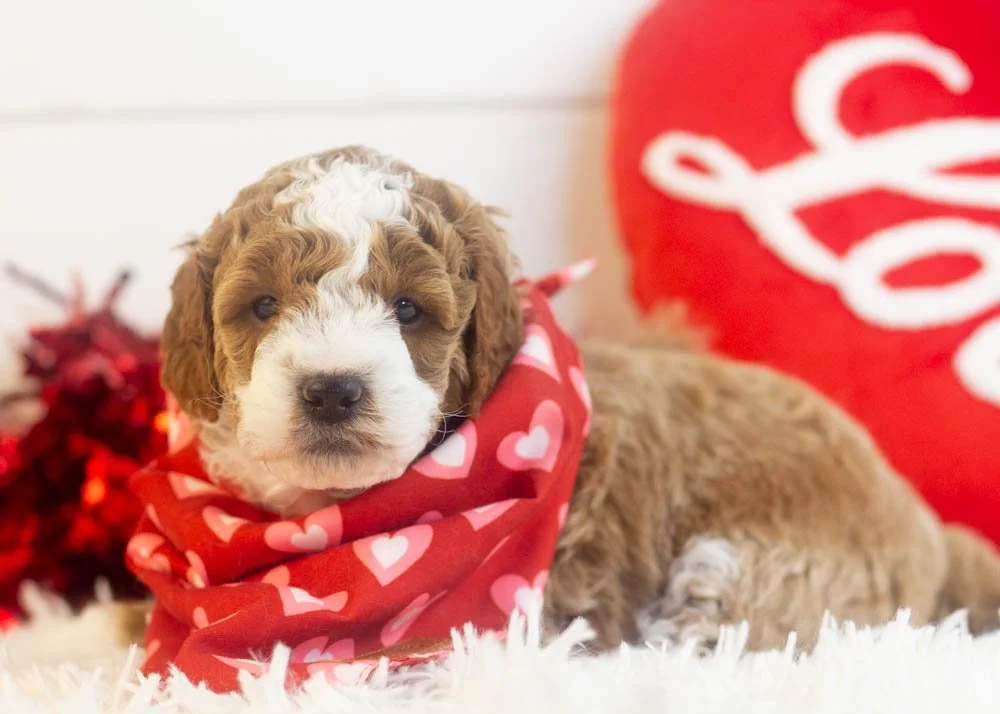 Buzz goldendoodle for sale.jpg