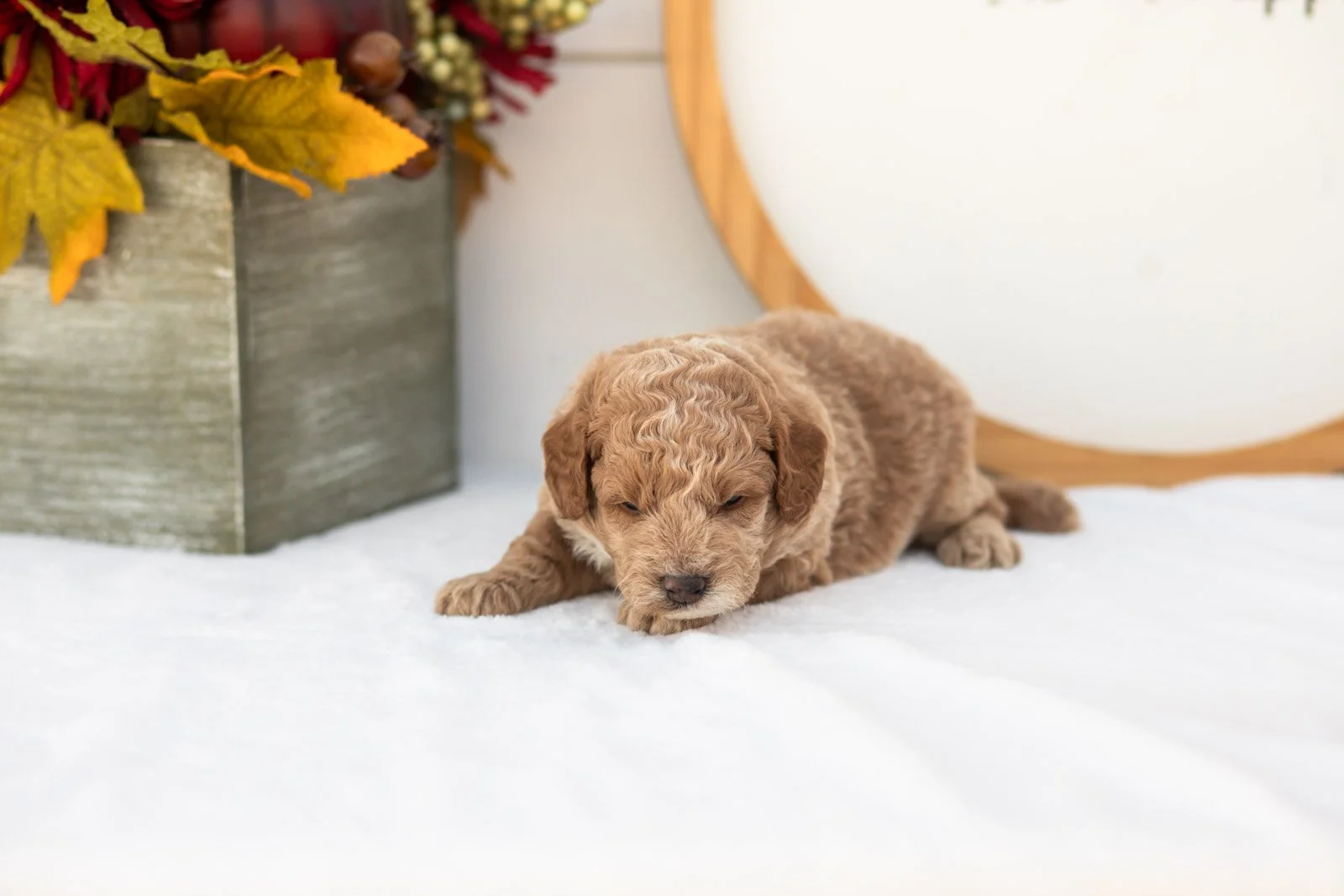 Fuji goldendoodle for sale(2).jpg
