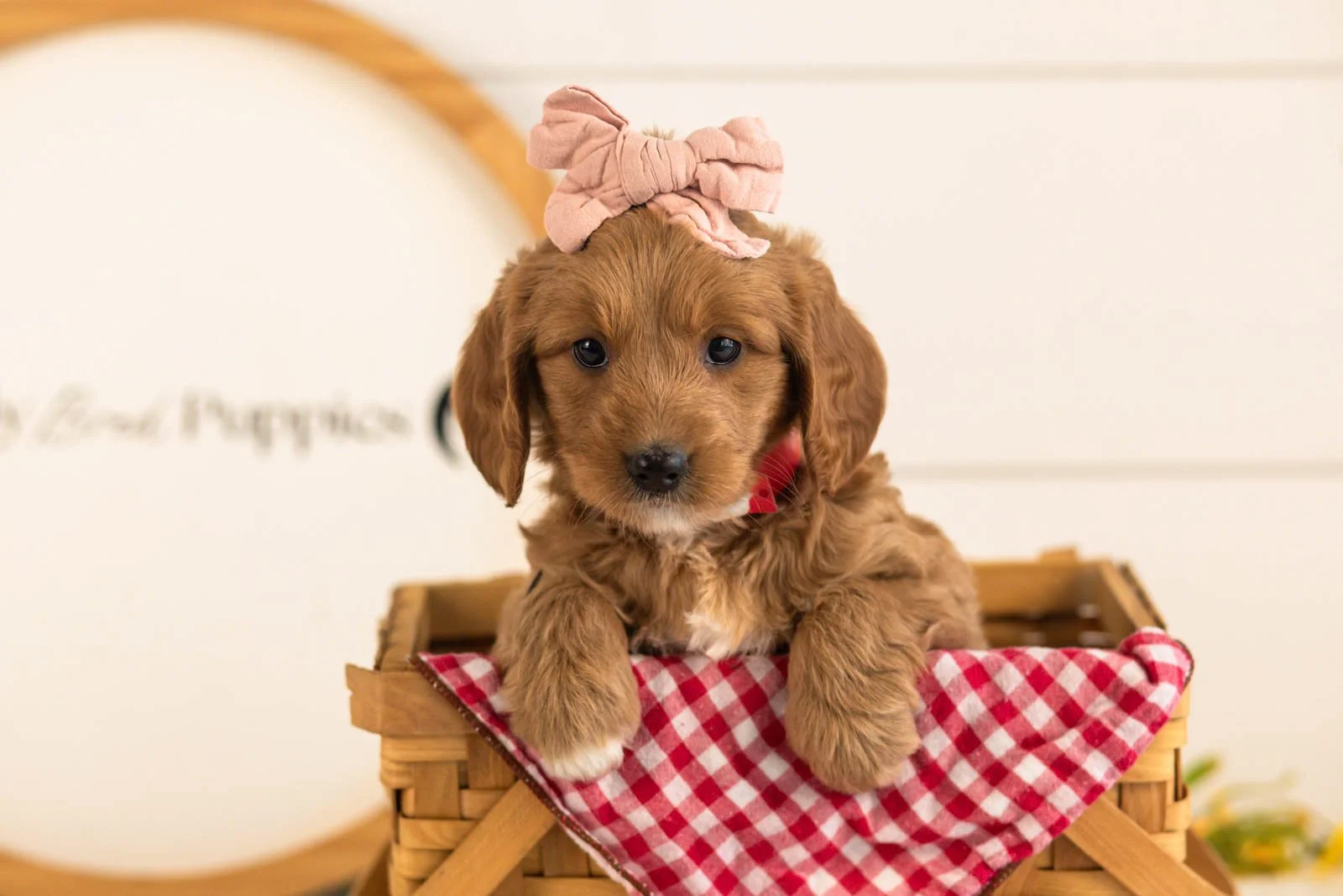 Lani goldendoodle for sale(3).jpg