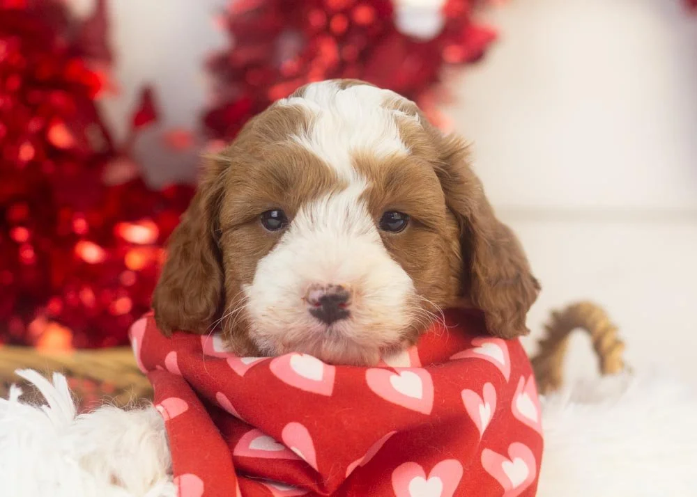 goldendoodle for sale