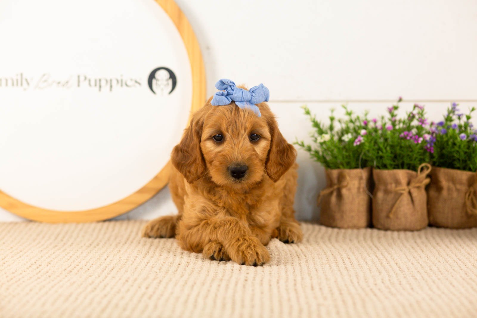 Sequoia goldendoodle for sale(1).jpg
