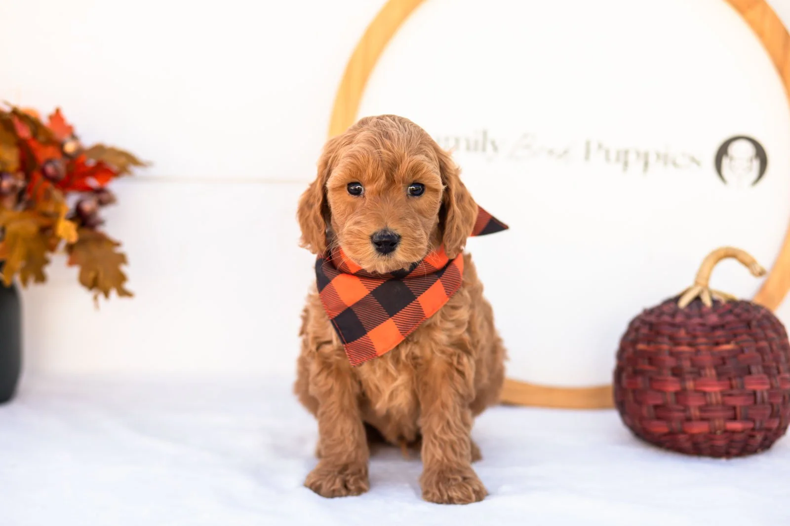 Emmanuel goldendoodle for sale 4.jpg