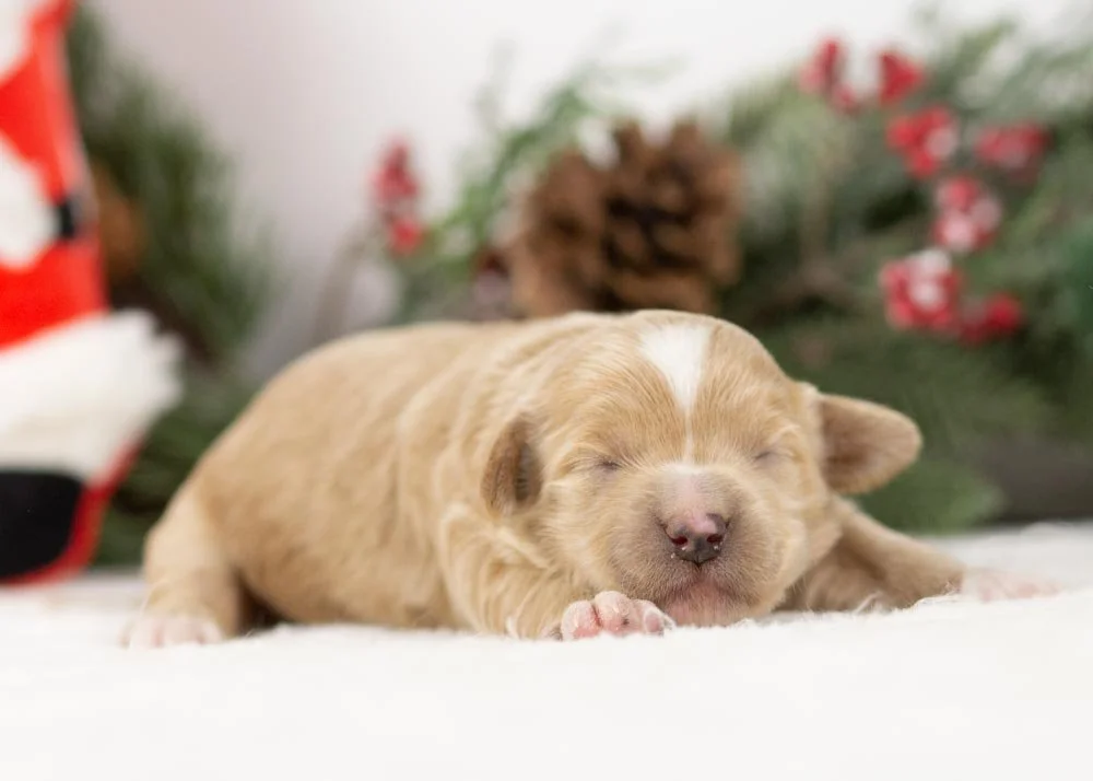 goldendoodle for sale