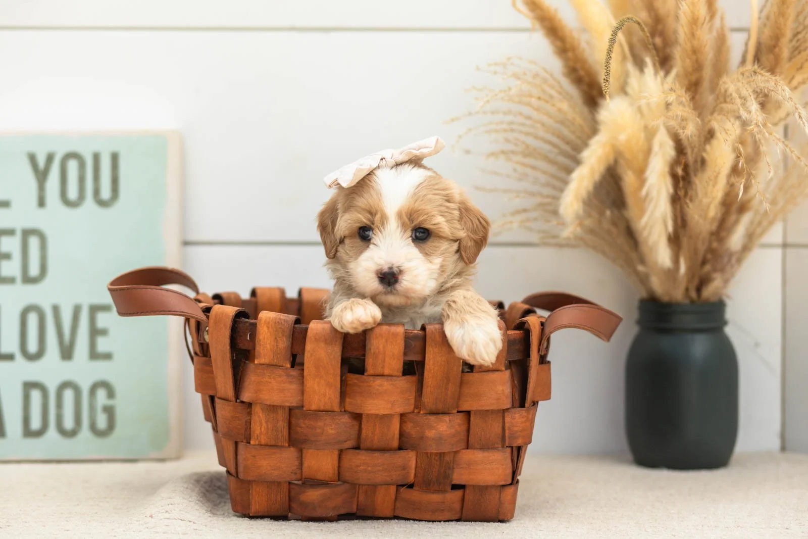 Indigo goldendoodle for sale.jpg