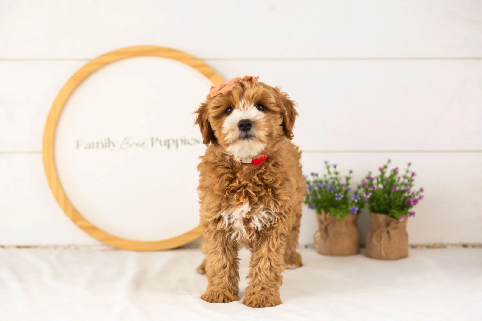 Mary goldendoodle for sale(1).jpg