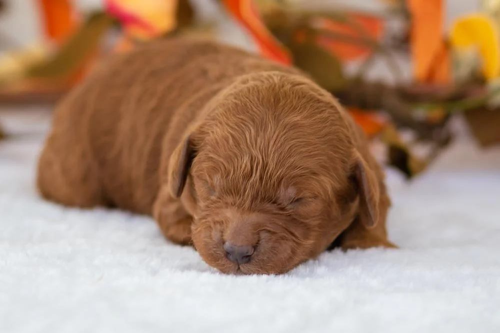 Raven goldendoodle for sale(1).jpg