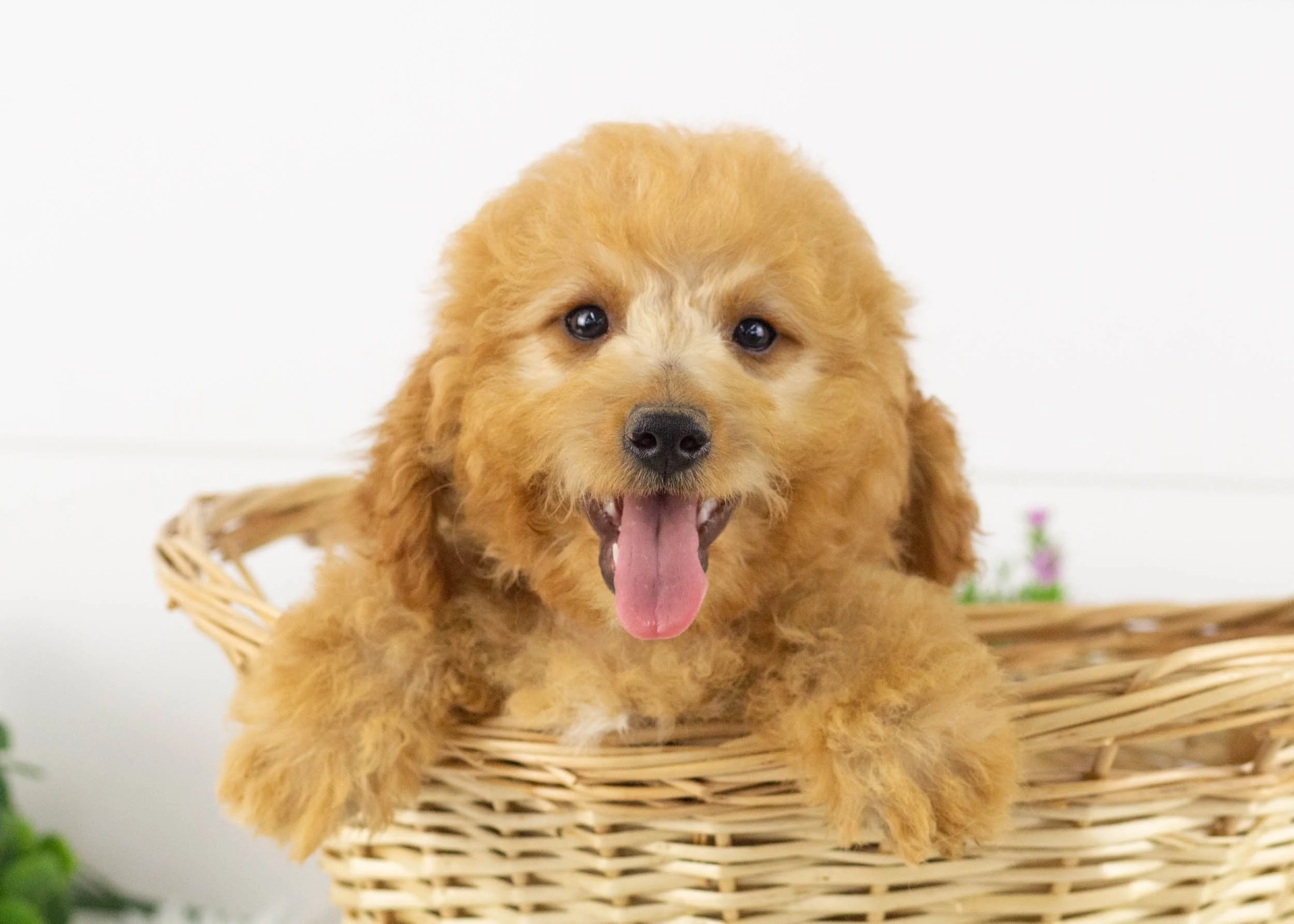Frankie Goldendoodle for sale.jpg