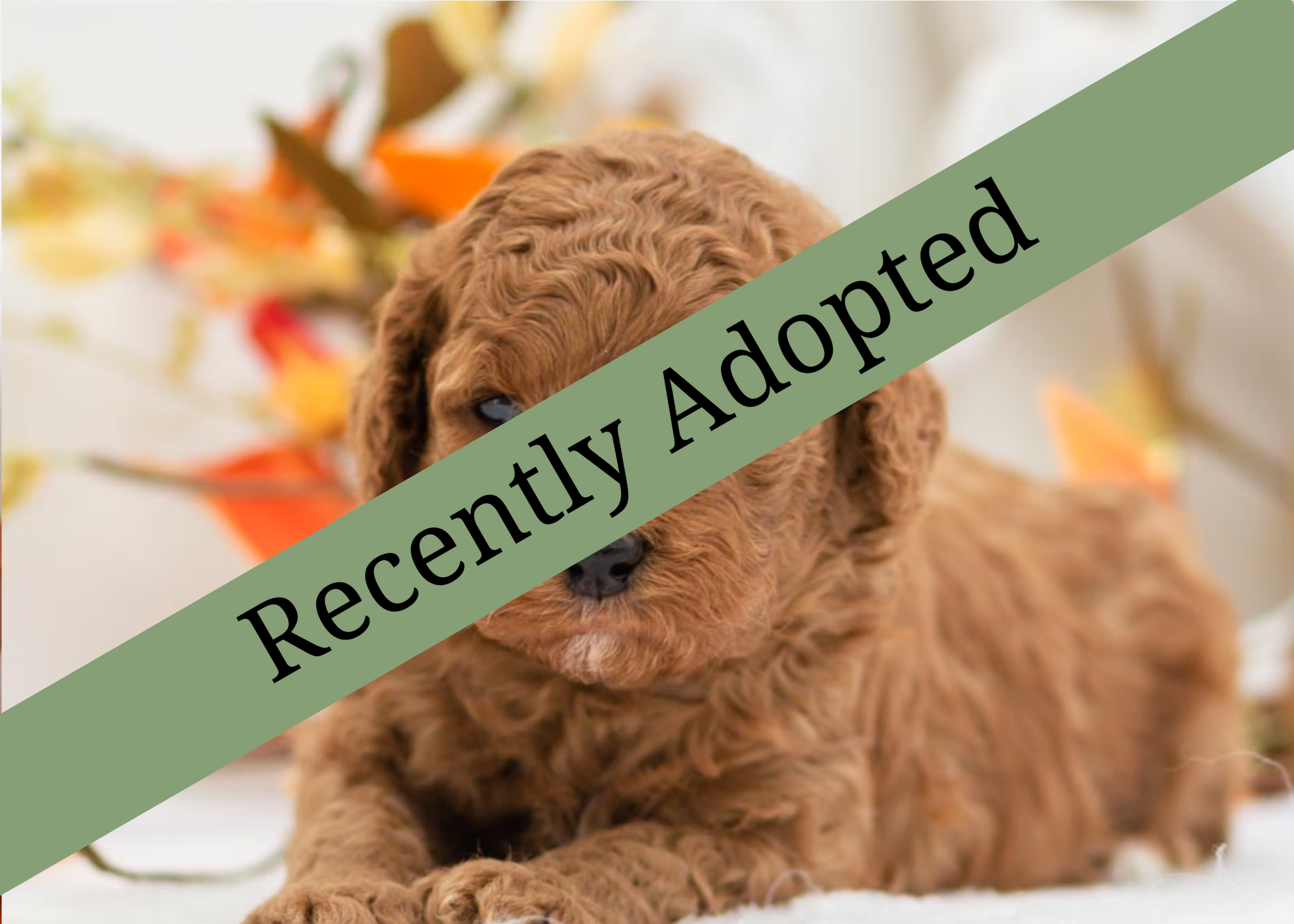 goldendoodle for sale
