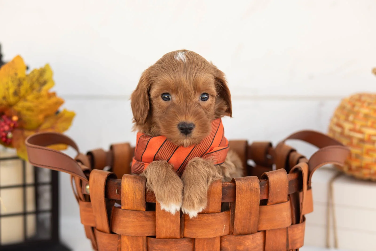 Josiah goldendoodle for sale 2.jpg