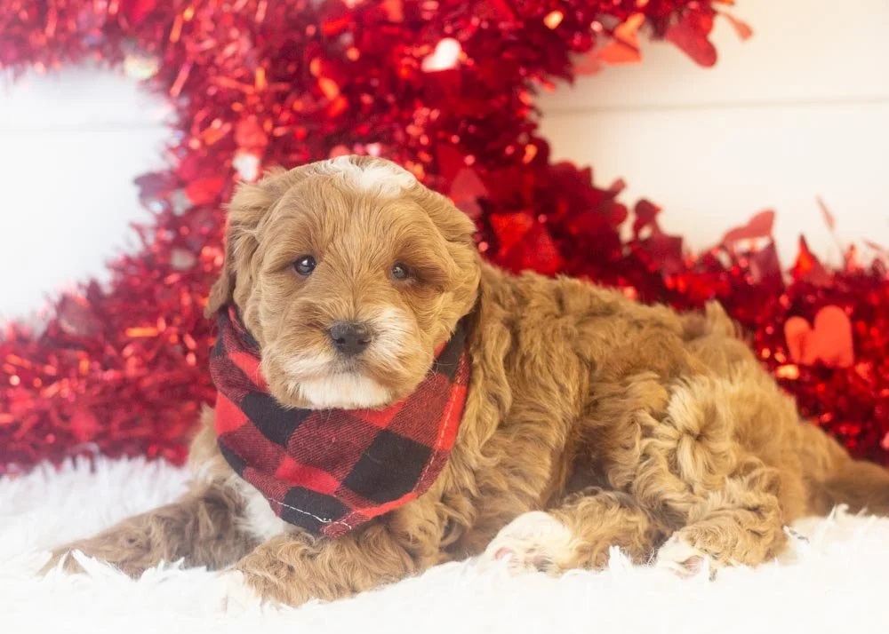 Brax goldendoodle for sale(3).jpg