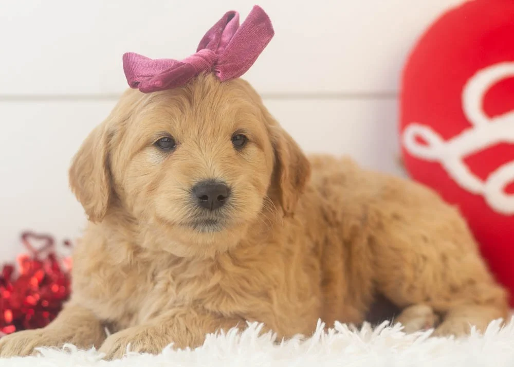 Taffy goldendoodle for sale.jpg