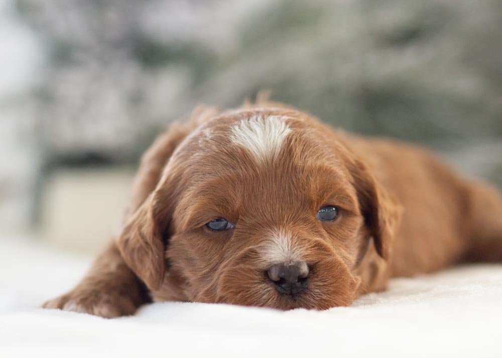 goldendoodle for sale