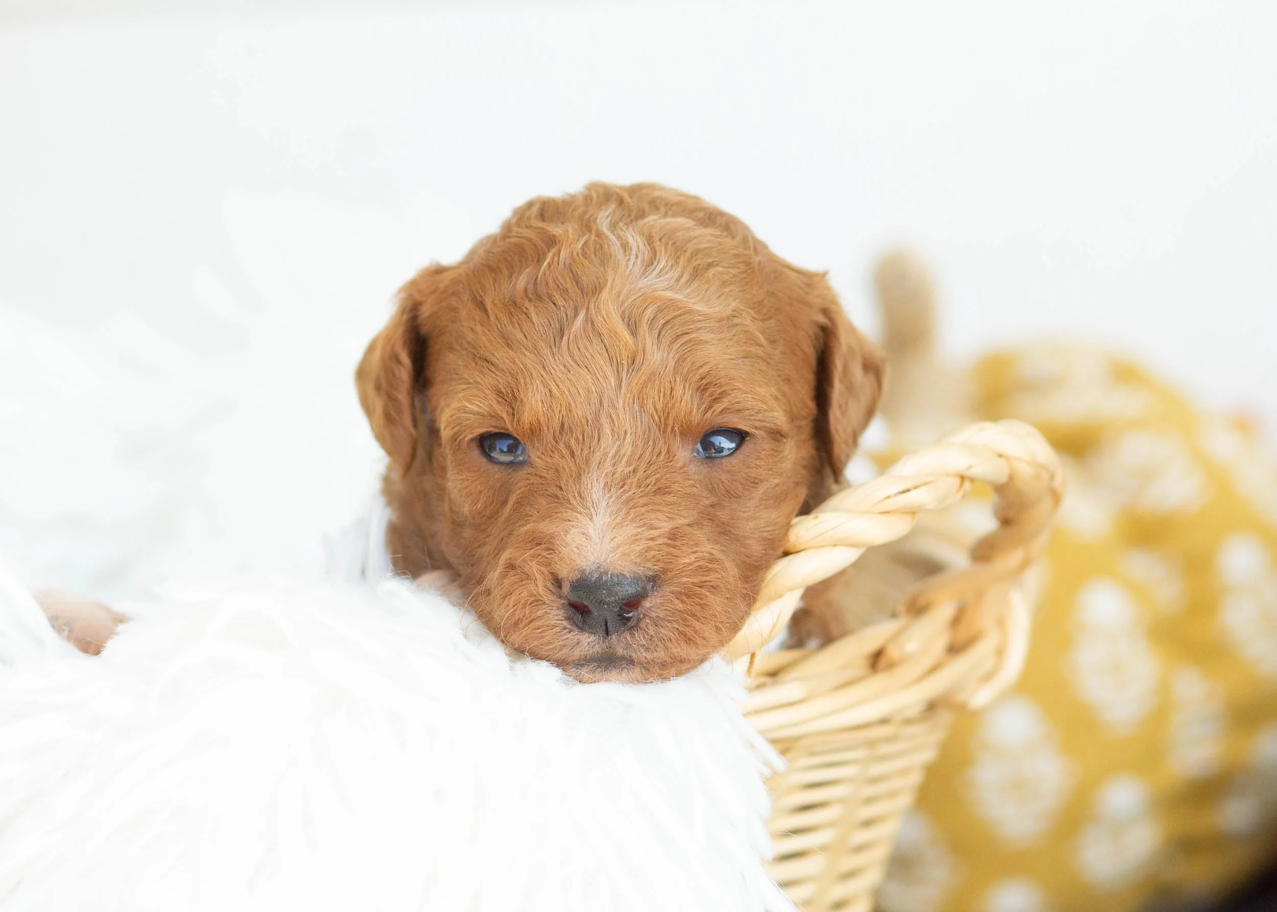 goldendoodle for sale.jpg