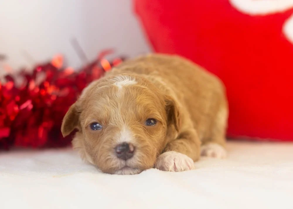 Roger goldendoodle for sale.jpg