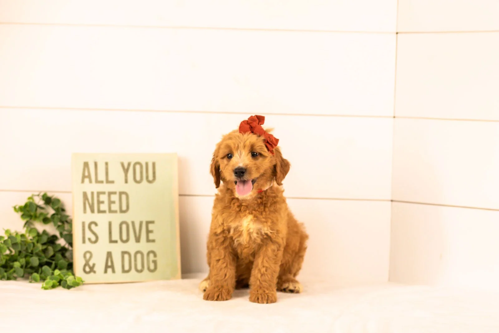 holly goldendoodle for sale(1).jpg