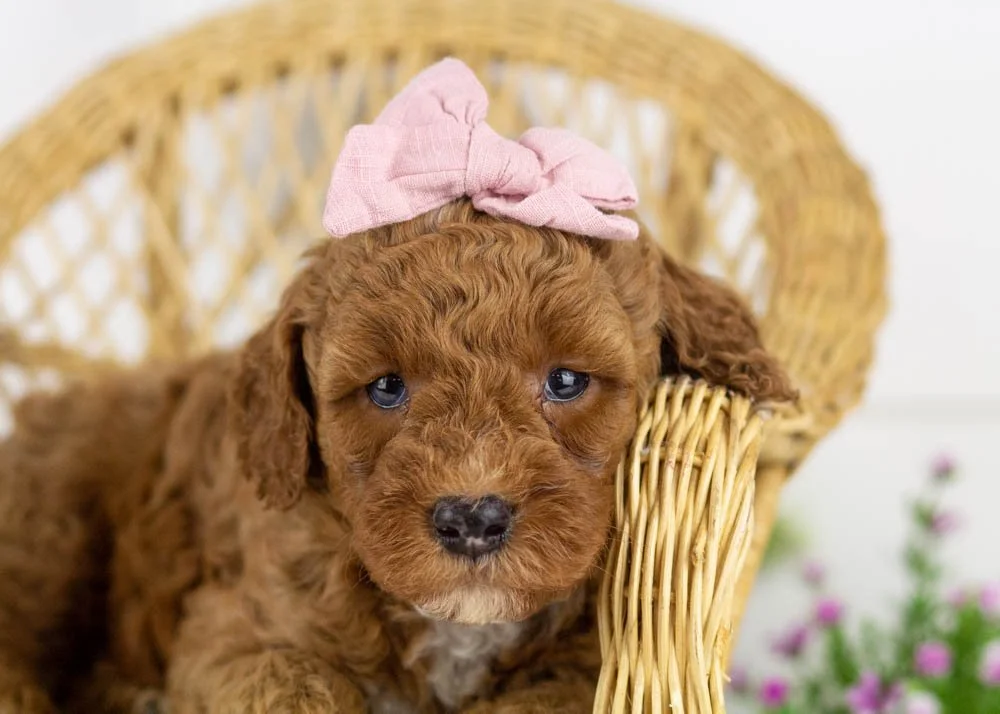 poppy goldendoodle for sale(1).jpg