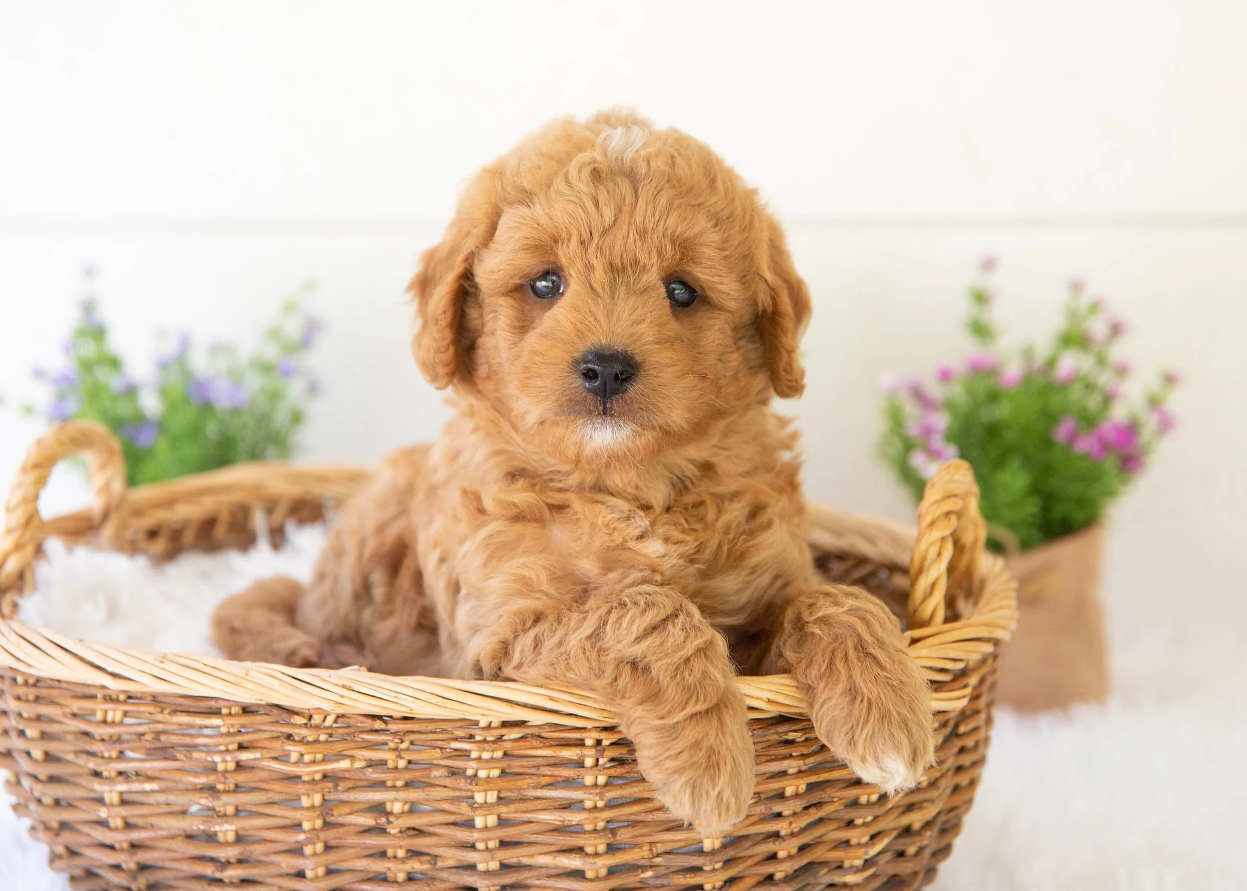 Leo goldendoodle for sale(3).jpg