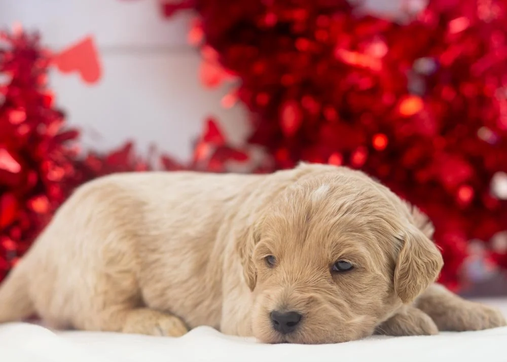 Kitkat goldendoodle for sale(3).jpg