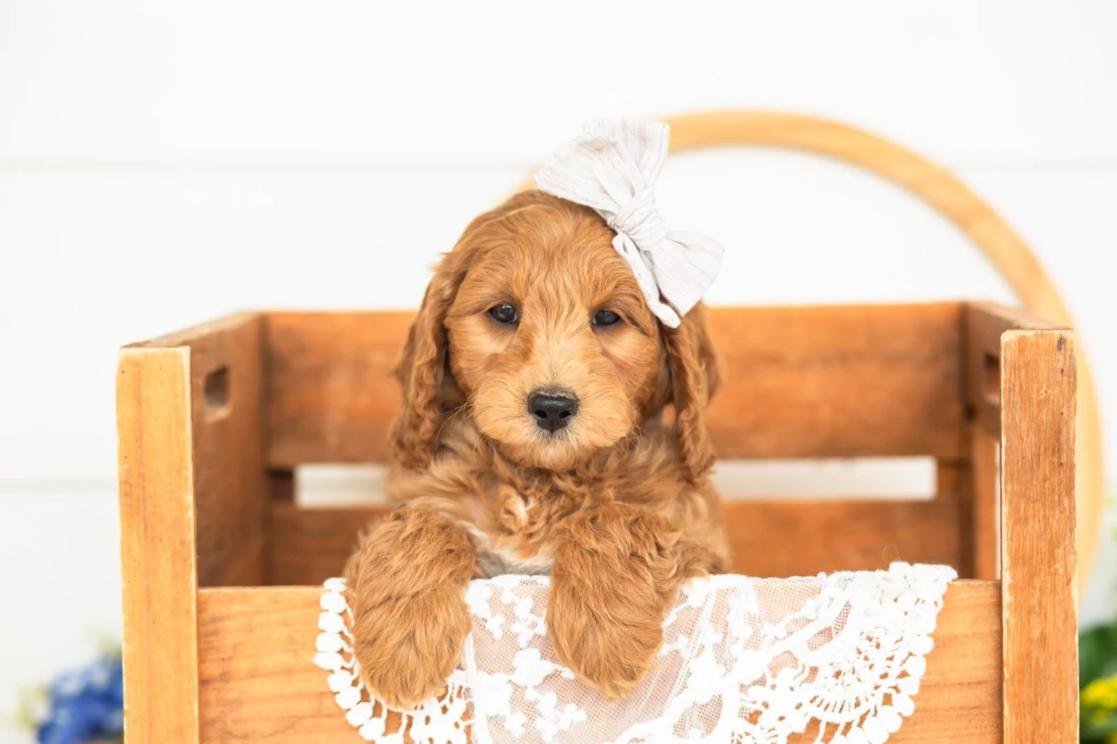 pam goldendoodle for sale(3).jpg