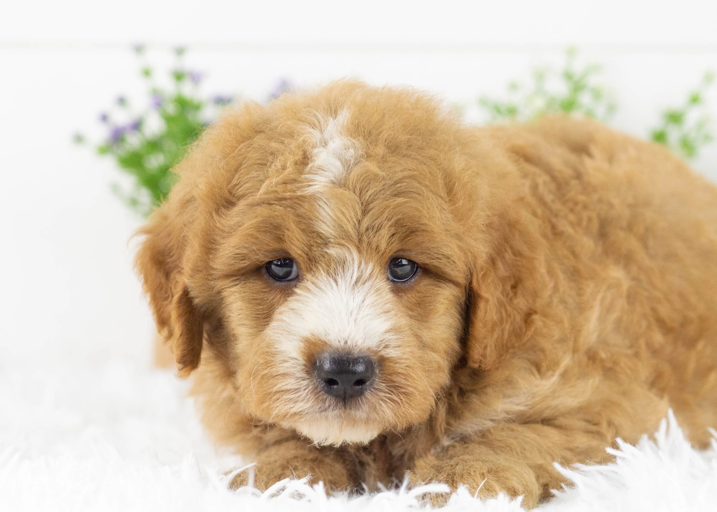 Hawk goldendoodle for sale1.jpg