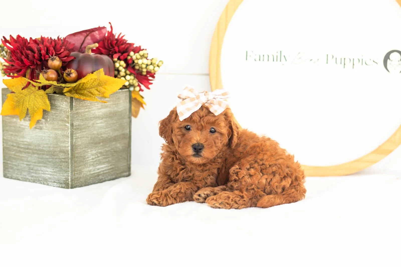 Fleece goldendoodle for sale.jpg