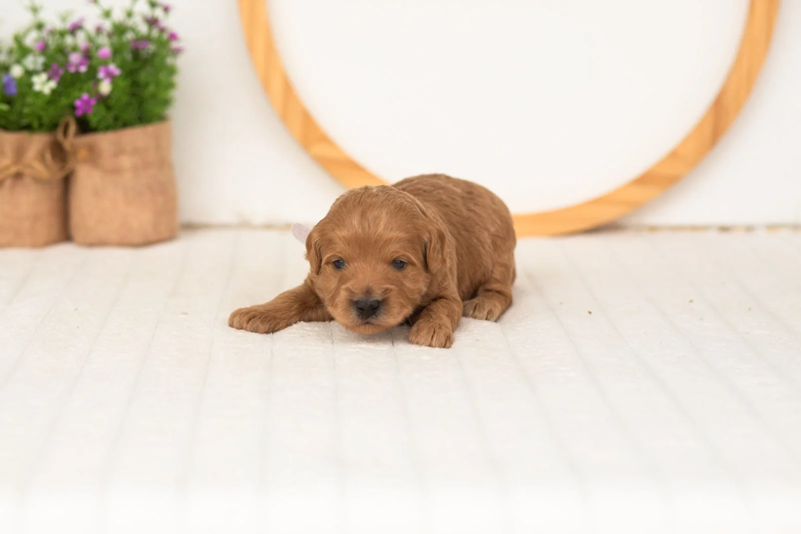 Ember goldendoodle for sale.jpg
