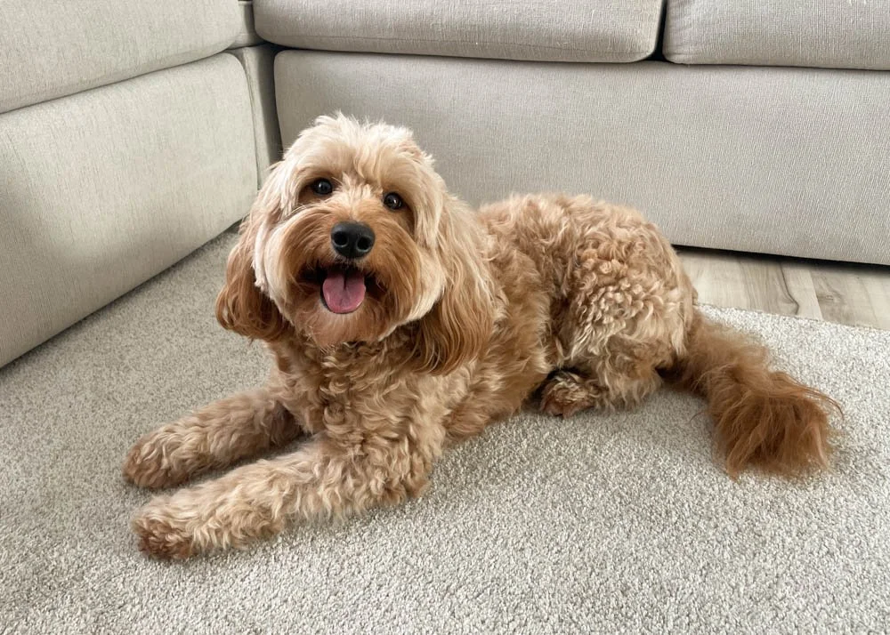 honey goldendoodle