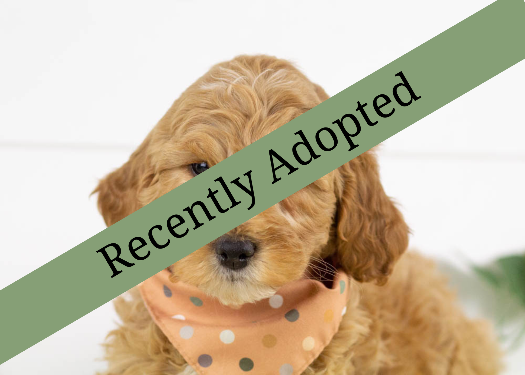 goldendoodle for sale