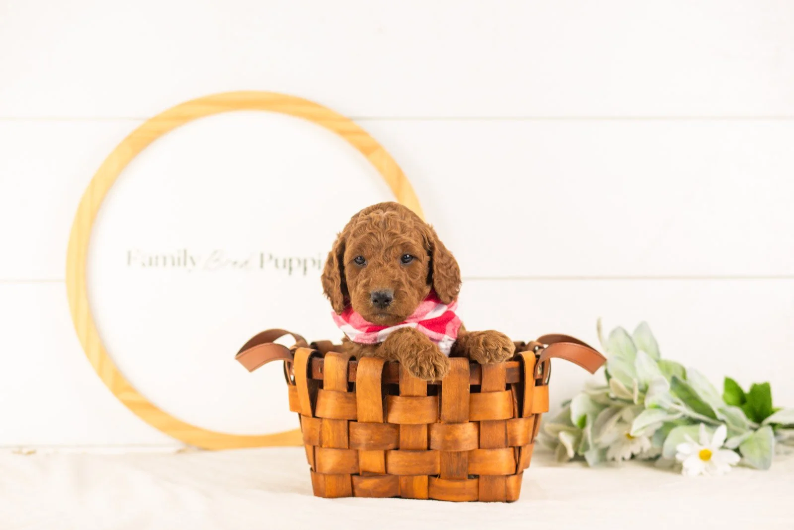 Zion goldendoodle for sale(4).jpg
