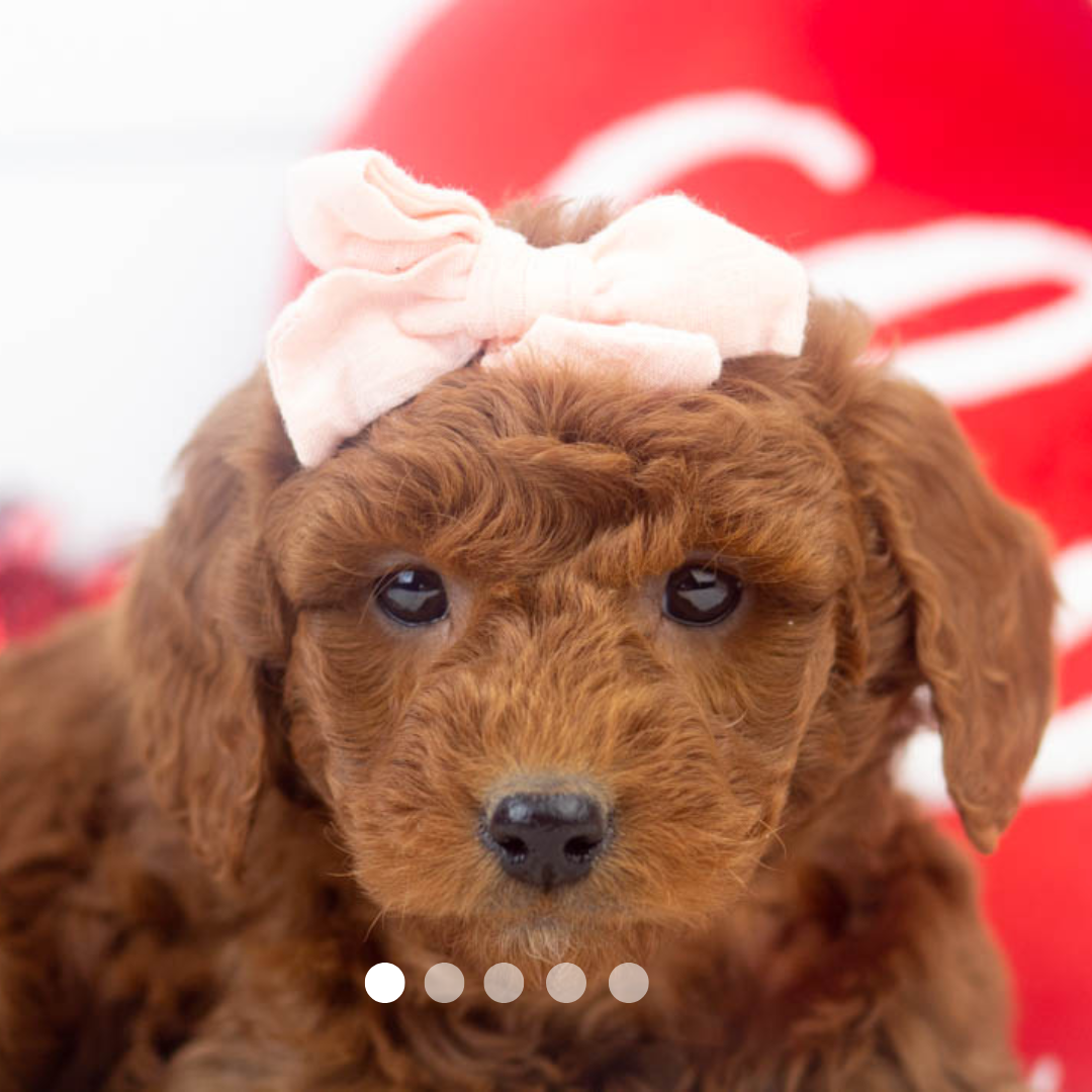 Copy of FBP Design.png