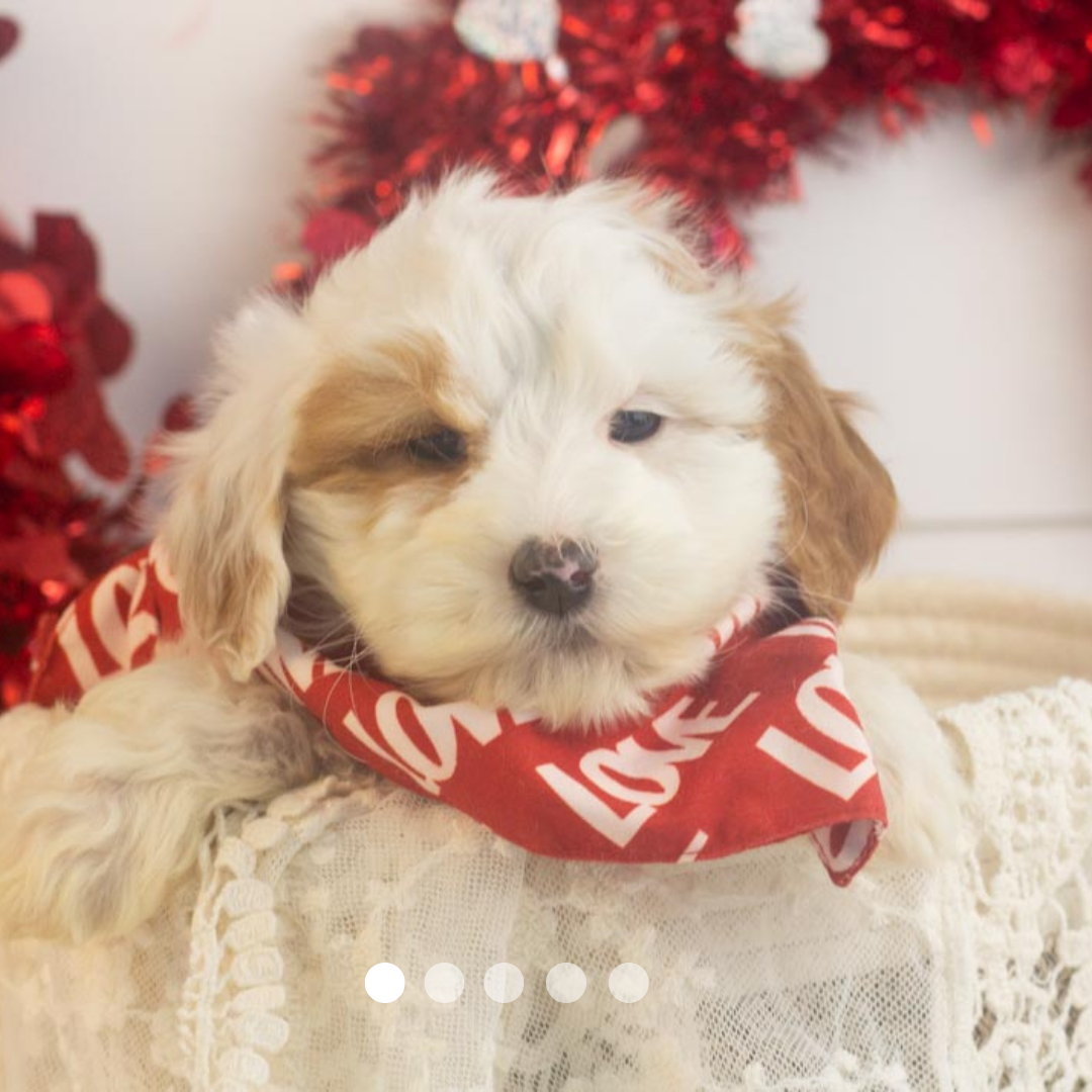 Copy of FBP Design.png