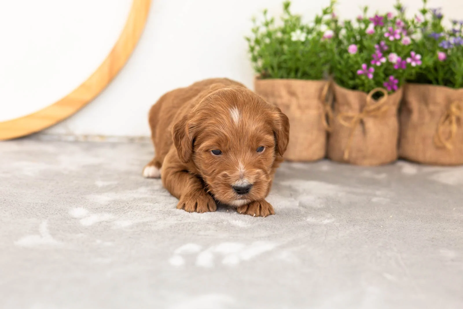 Squirte goldendoodle for sale(2).jpg