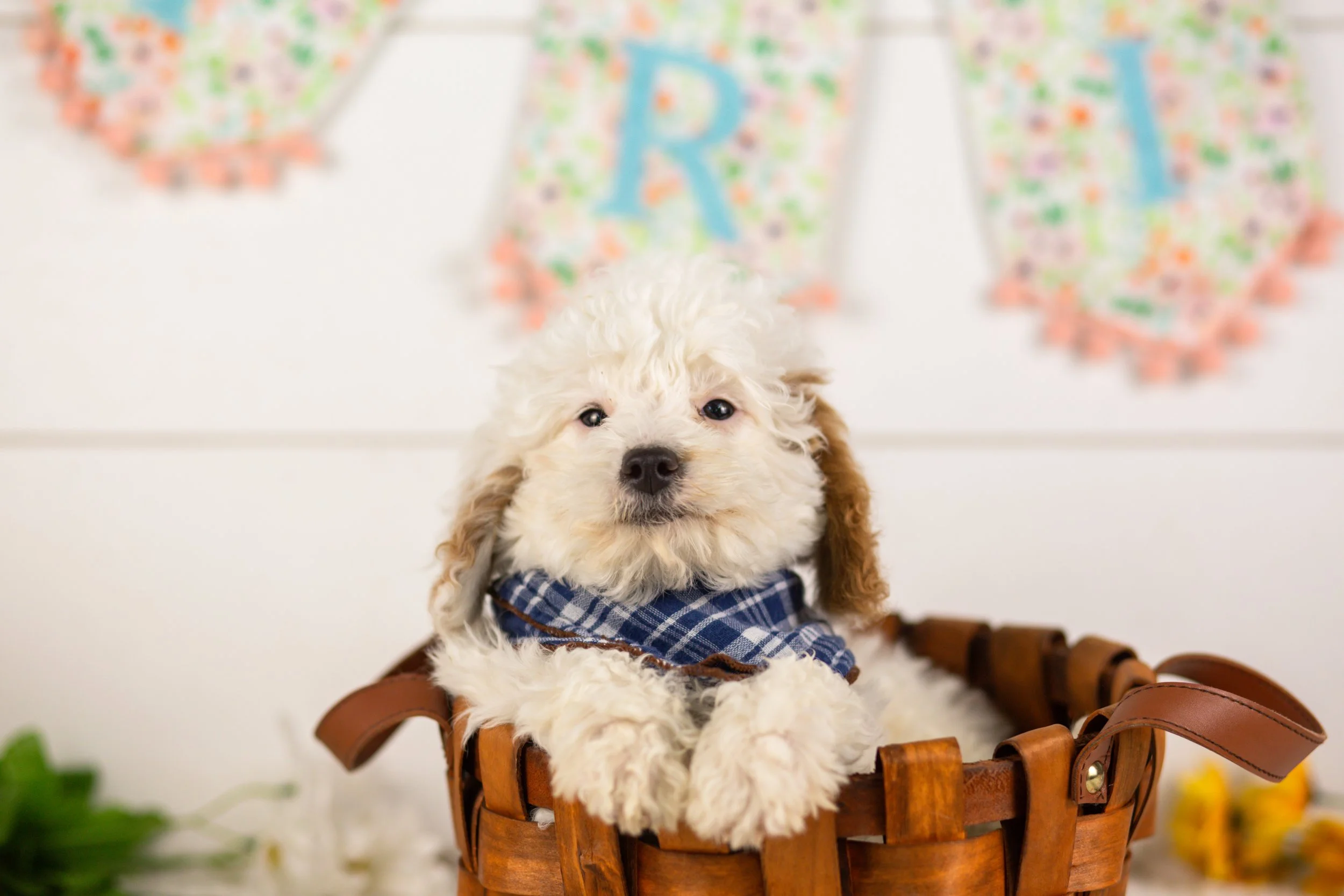 goldendoodle for sale