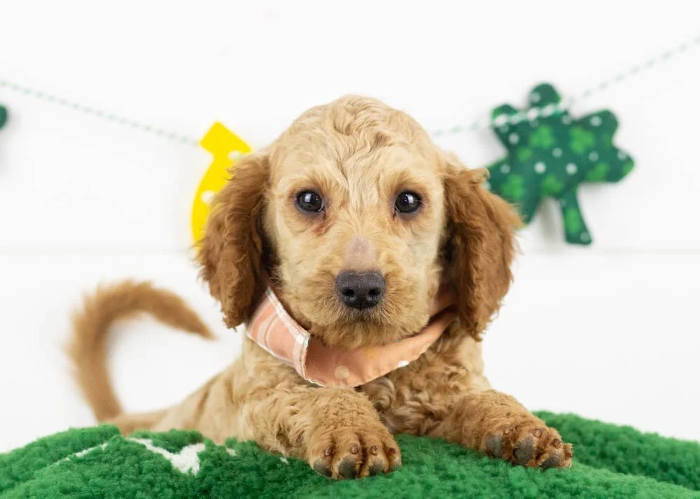 Andy goldendoodle for sale.jpg