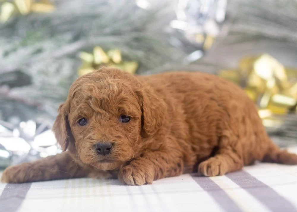 Jamie goldendoodle for sale(3).jpg