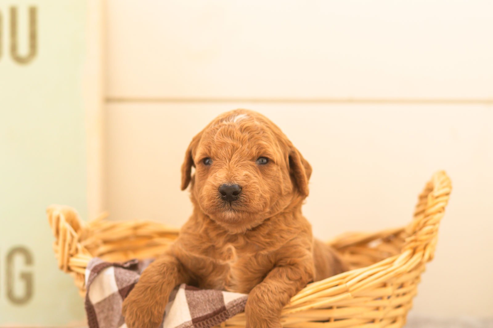 Mocha goldendoodle for sale(3).jpg