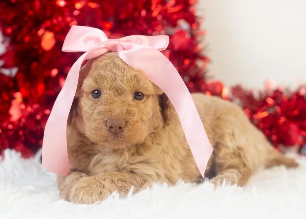 goldendoodle for sale