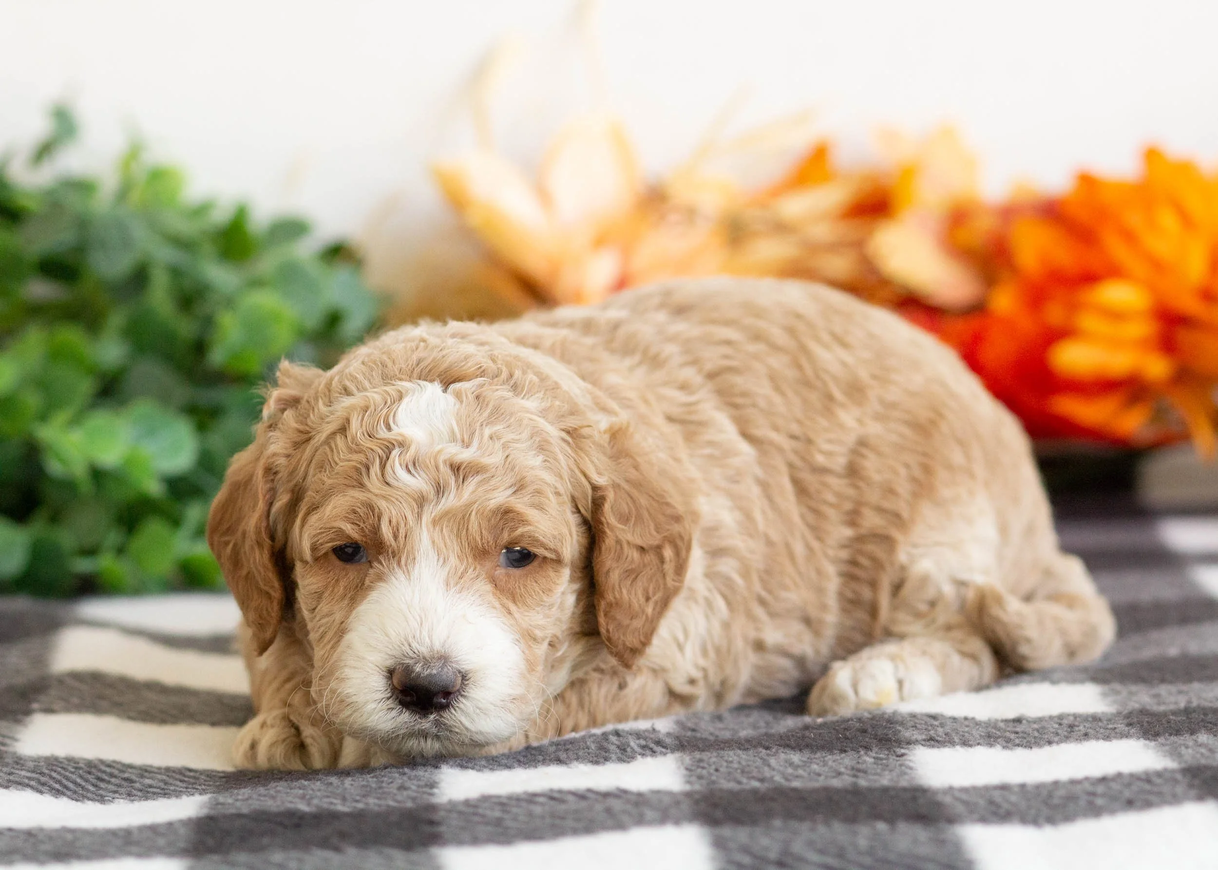 Bambi goldendoodle for sale(3).jpg