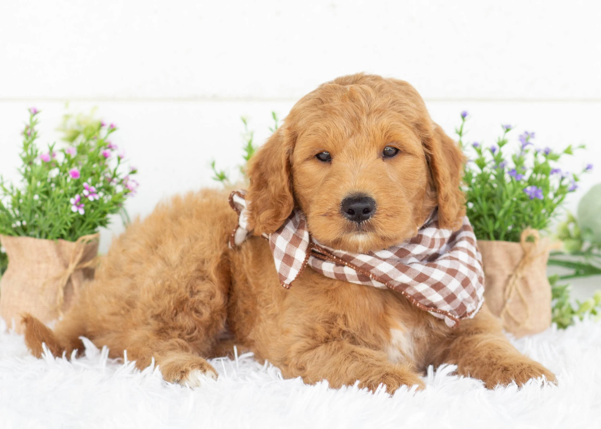 Kona goldendoodle for sale(2).jpg