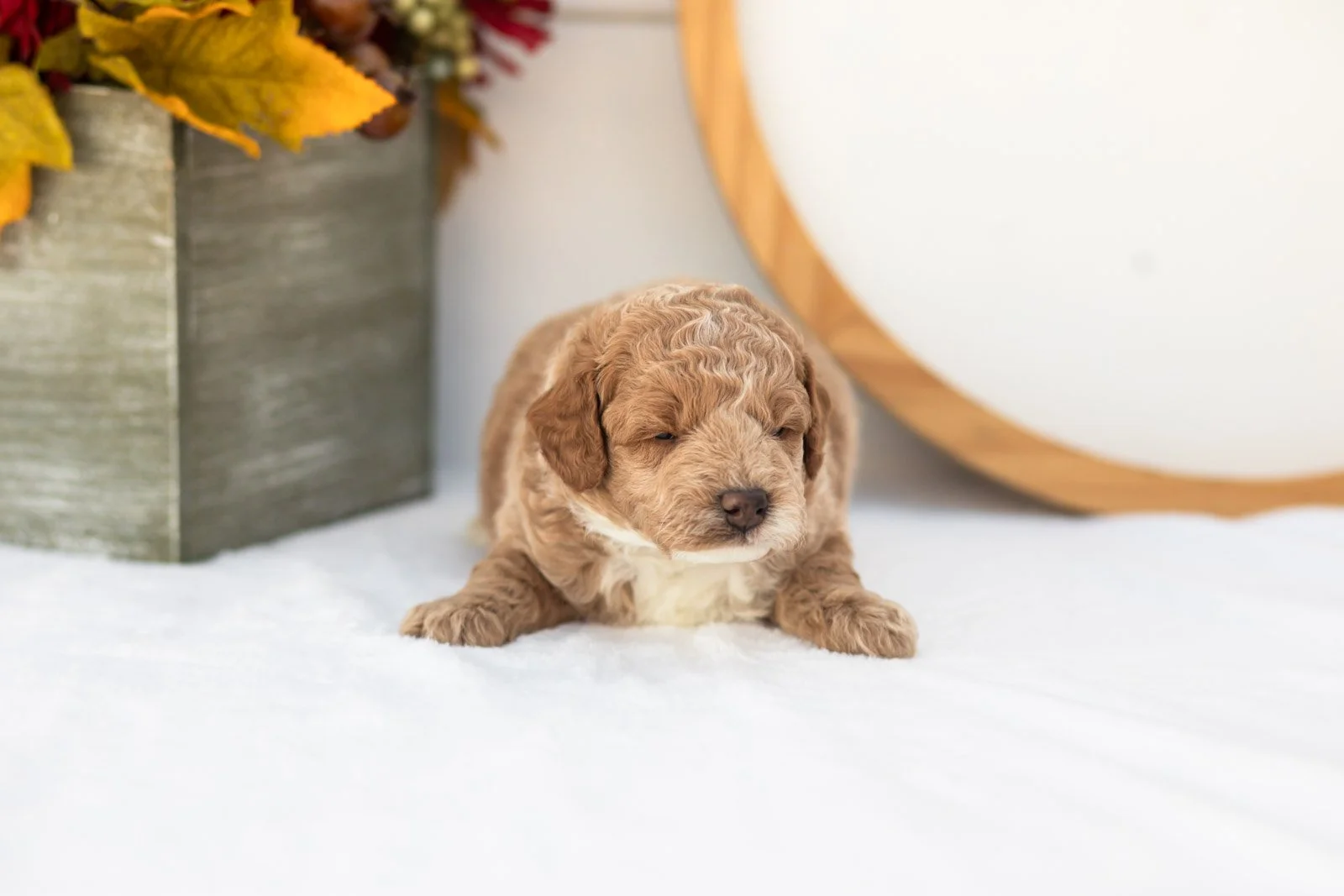 Fuji goldendoodle for sale(1).jpg